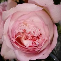 スイセン,スイセン,水仙,バラ ソニアリキエル,バラ ソニアリキエルの画像