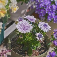 オステオスペルマム,オステオスペルマム・フォーチュンブルー,ハクサンの画像