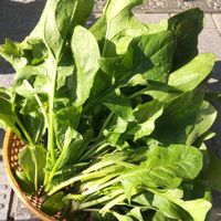 黒田五寸人参,ニンニク,サンチェ,京葱,サンチェ(サンチュ)の画像