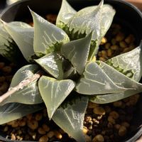 ハオルチア属・ハオルシア属,ハオルチア・酒呑童子,ハオルチア・酒呑童子,多肉植物,ハオルチア属の画像