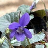 キリンソウ,フキタンポポ,薄化粧,黒葉スミレ,黒葉スミレの画像