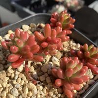 オーロラ,バルコニー/ベランダの画像