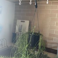 リプサリス,フペルジア ゴエベリー,ハンギング,台所の画像