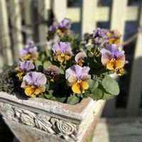 ビオラ,ビオラ　和モダンクラシック,寄せ植え,庭の画像