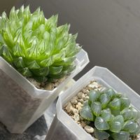 ハオルチア,ハオルチア,多肉植物,観葉植物,ハオルチア属の画像
