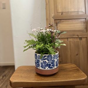 コロキア,クリスマスローズ・リビダス,マーガレット白モモコ,ドリオプテリス　シルバーレディ,寄せ植えの画像