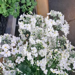 メラコのウィンティー,メラコのウィンティー,鉢植え,白い花,花散歩の画像