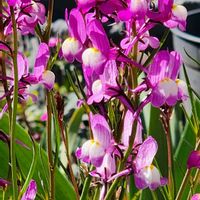 リナリア,リナリアの画像