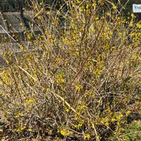 レンギョウの画像