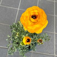 ラナンキュラスの画像