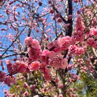 スイセン,ピンク,近所の公園,美しい,お散歩写真の画像