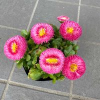 デージーの画像