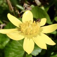 ヒメリュウキンカ,ムスカリ,ローズマリー,ハーブ,マクロ撮影の画像