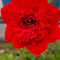 アネモネ,アネモネ コロナリア ダブル,赤い花も好き♡,月曜日は元気色の花,庭の画像