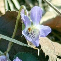 スミレ,フタバアオイ,ノジスミレ,アオイスミレ,アオイスミレ（葵菫）の画像