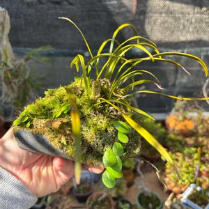 マメヅタ,コケ,獅子葉シシラン,盆栽,シダ植物の画像