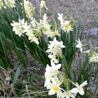 スイセンの画像