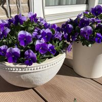 ビオラ,テラスの画像