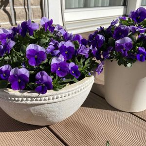 ビオラ,テラスの画像