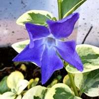 ツルニチニチソウ,散歩の途中の画像