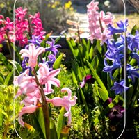 チューリップ,ヒヤシンス,ガーデニング,花のある暮らし,小さな庭の画像