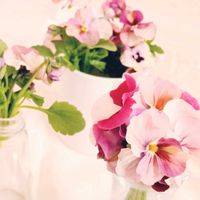 ビオラ,癒し,かわいいな♡,花のある暮らし,おはな。の画像