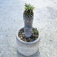 ソテツキリン,多肉植物,開花,多肉の花,ユーフォルビア属。の画像