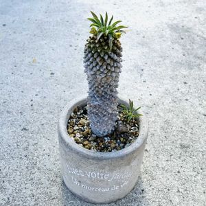 ソテツキリン,多肉植物,開花,多肉の花,ユーフォルビア属。の画像