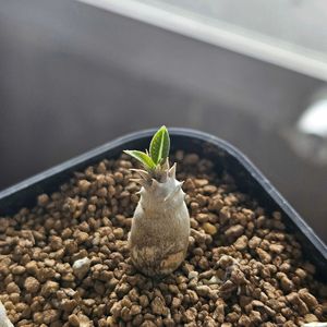 塊根植物,パキポディウム属,珍奇植物,冬越し,植物大好きの画像