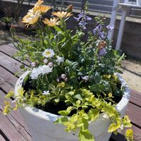 DIY,犬好き,ガーデニング初心者,よく枯らしますの画像