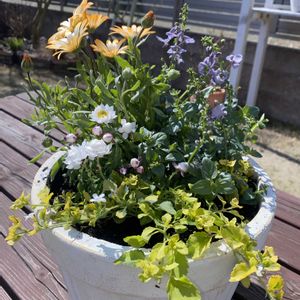 DIY,犬好き,ガーデニング初心者,よく枯らしますの画像