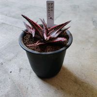 アロエ,アロエ  ハイブリッド,コーラルエッジの画像