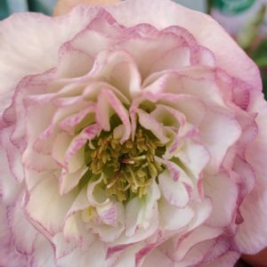 クリスマスローズ,クリスマスローズ,クリスマスローズ,クリスマスローズ,鉢植えの画像