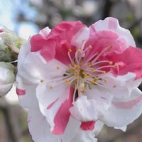 ハナモモ,花桃,花のある暮らし,花自慢,春はすぐそこの画像