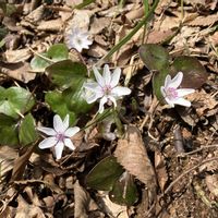 雪割草,オオミスミソウの画像
