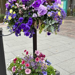 寄せ植えの画像