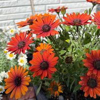 オステオスペルマムの画像