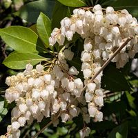 馬酔木(アセビ）,可愛い〜♡,白い花,春の訪れ,鈴なりのお花の画像
