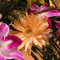 ガーベラ, ガーベラ,ガーベラ♪の画像