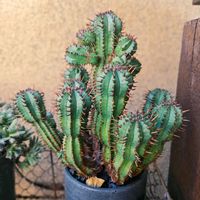 紅彩閣,ユーフォルビア,コンクリート鉢,玄関アプローチの画像