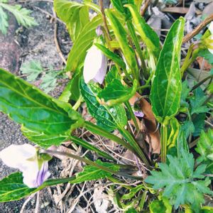 ガジュマル,胡蝶蘭,デンドロビューム,アボカド鉢植え,すみれの画像