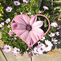 パンジー,パンジー,パンジー,オステオスペルマム,オステオスペルマムの画像