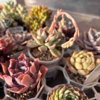 多肉植物,花芽,多肉花芽,多肉植物のある暮らし,多肉植物が好きの画像