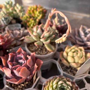 多肉植物,花芽,多肉花芽,多肉植物のある暮らし,多肉植物が好きの画像