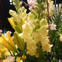 金魚草,キンギョソウ（金魚草）,金魚草♡の画像