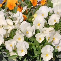 ビオラ,ローダンセマムアフリカンアイズ,花のある暮らし,繋がりに感謝,元気いっぱい♡の画像