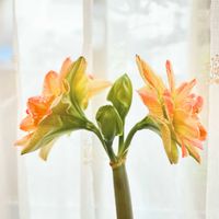 アマリリス　エキゾチックニンフ,窓辺の植物,春のお花,spring,華やかなお花の画像