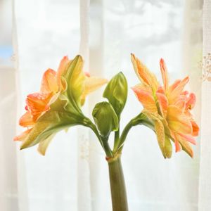 アマリリス　エキゾチックニンフ,窓辺の植物,春のお花,spring,華やかなお花の画像