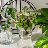 ワイヤープランツ,観葉植物,水栽培,水挿し,インテリアグリーンの画像