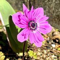 アネモネ,癒し,植物のある暮らしの画像